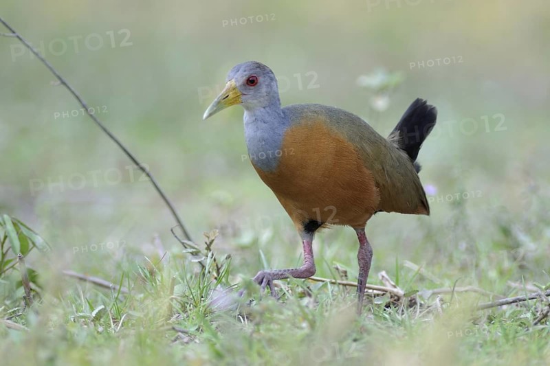Grey-necked Wood Rail (Aramides cajaneus), Pantanal, Brazil