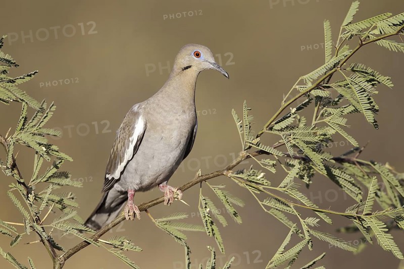 White-winged Dove (Zenaida asiatica), Arizona, USA