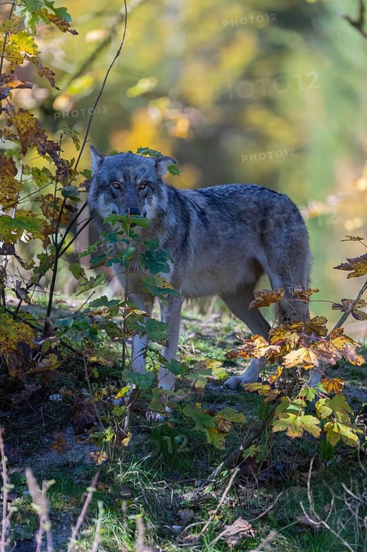 One eurasian gray wolf (Canis lupus lupus) standing on a small hill between fall foliage