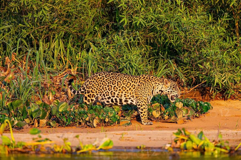 Jaguar (Panthera onca) Pantanal Brazil