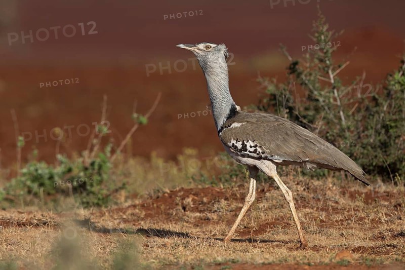 Kori Bustard (Ardeotis kori struthiunculus) male, Oromia, Ethiopia