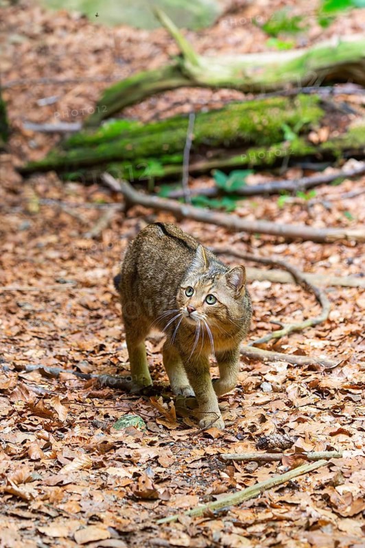 European wildcat (Felis silvestris silvestris) walking in a forest, Bavaria, Germany