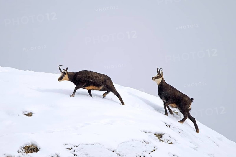 Rutting Alpine chamois (Rupicapra rupicapra) male, buck chasing female on snow covered mountain slope during the rut in winter in the European Alps