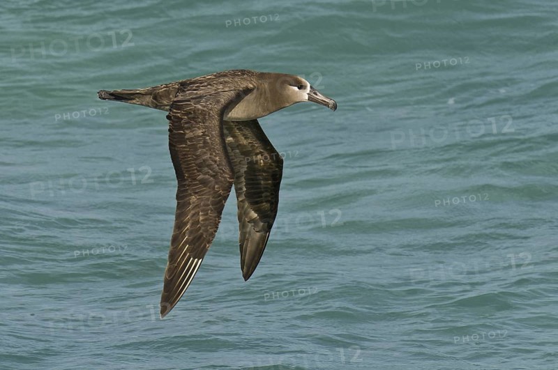 Black-footed Albatross (Phoebastria nigripes), Hawaii, USA
