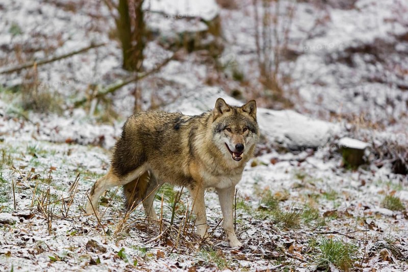 One eurasian gray wolf (Canis lupus lupus) walks over a snowy meadow in an open forest