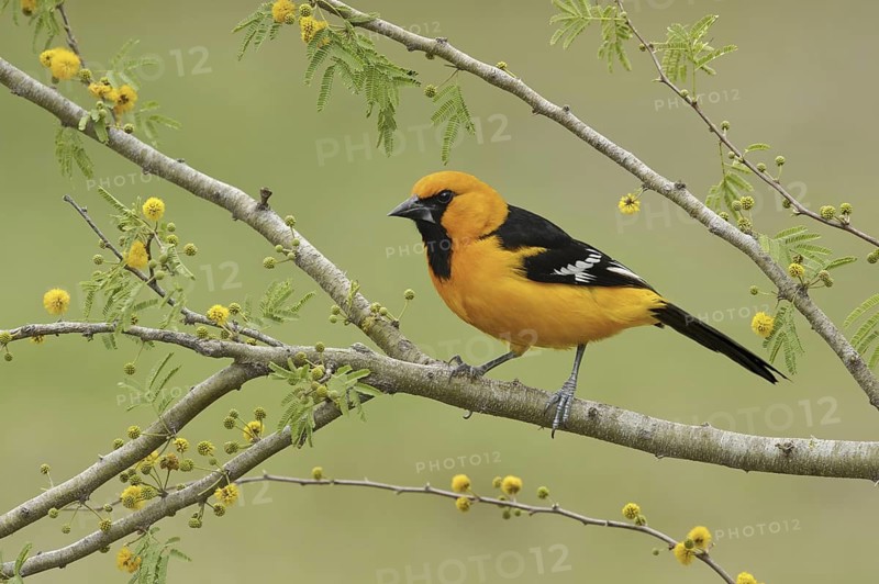 Altamira Oriole (Icterus gularis), Texas, USA