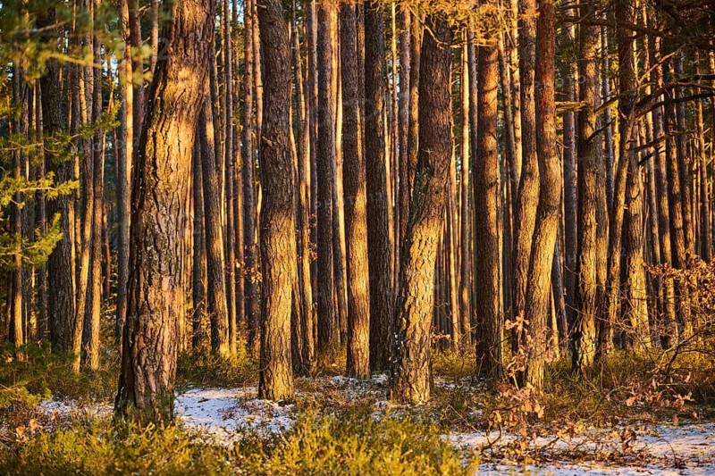 Scots pine (Pinus sylvestris) tree trunks, snow, detail, Upper Palatinate, Bavaria, Germany