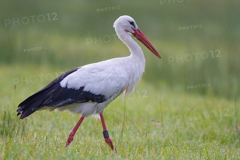 White Stork (Ciconia ciconia) male foraging, North Rhine-Westphalia, Germany