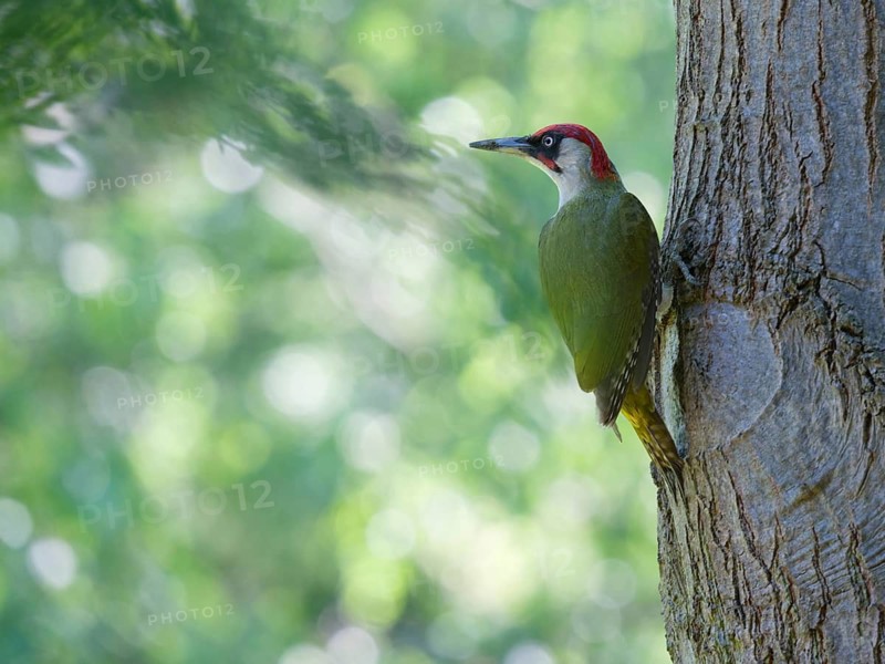 Green woodpecker on tree trunk