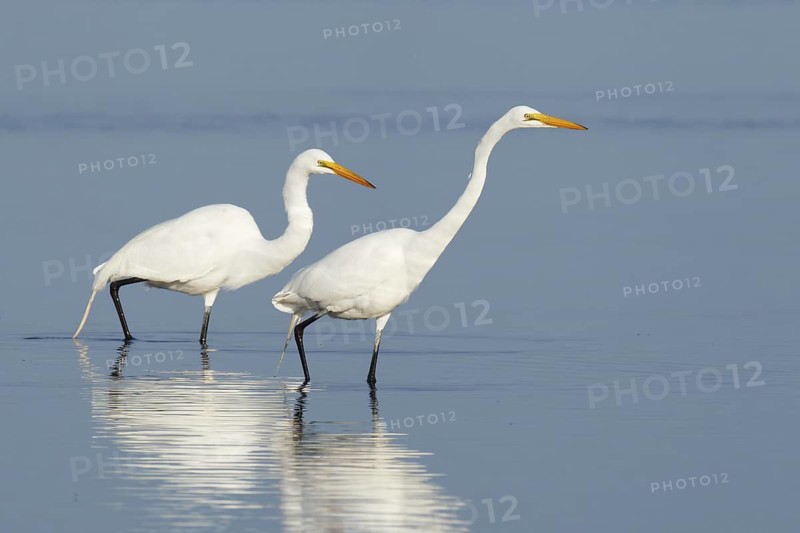 Great Egret (Ardea alba), Florida, USA