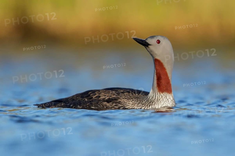 Red-throated Loon (Gavia stellata) in a pond near Nome, Alaska