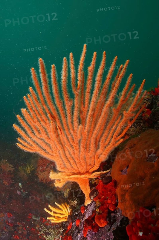 Flagellar sea fan (Eunicella albicans)
