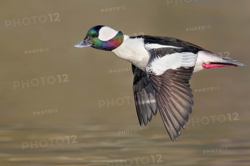 Bufflehead (Bucephala albeola) flying near Victoria, BC, Canada