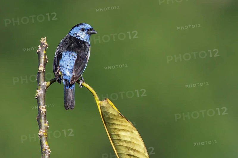 Turquoise Tanager (Mexican Tangara) perched on a branch in the Amazon of Brazil