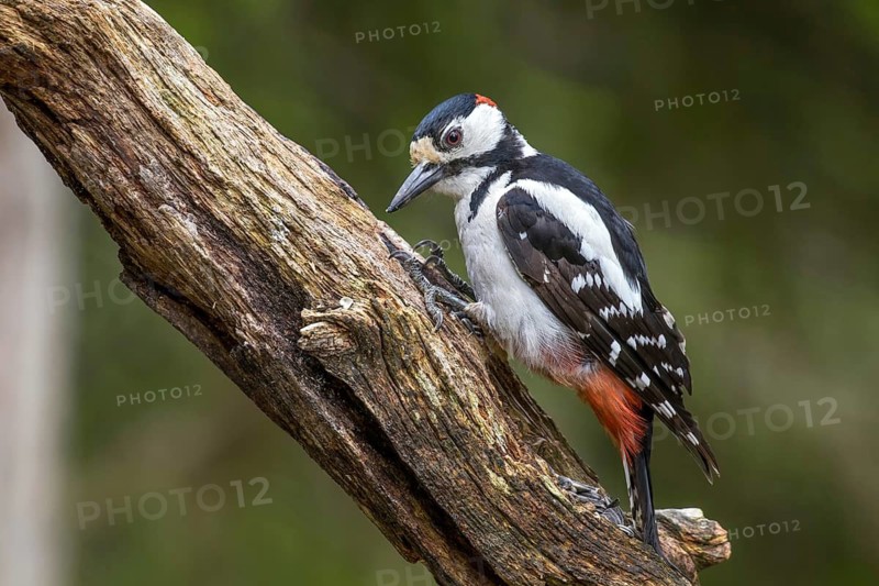 Great Spotted Woodpecker (Dendrocopos major), Scandinavia, Finland, Scandinavia
