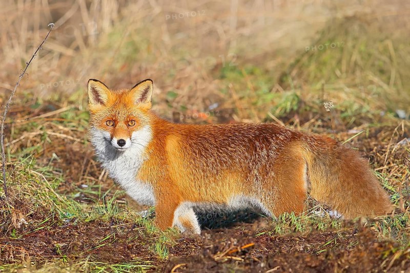 Red fox (Vulpes vulpes), adult animal standing attentively in a meadow in winter, winter coat, wildlife, animals, mammal, predator, Siegerland, North Rhine-Westphalia, Germany
