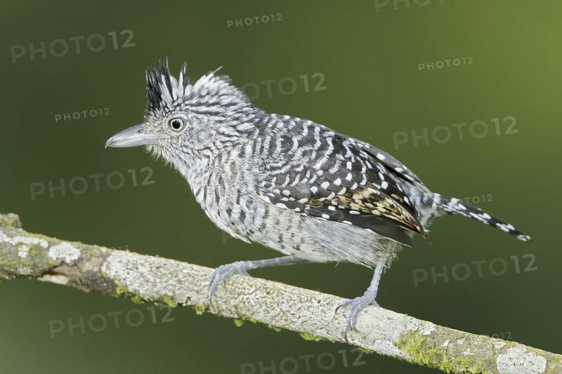 Barred Antshrike (Thamnophilus doliatus) male, Trinidad and Tobago