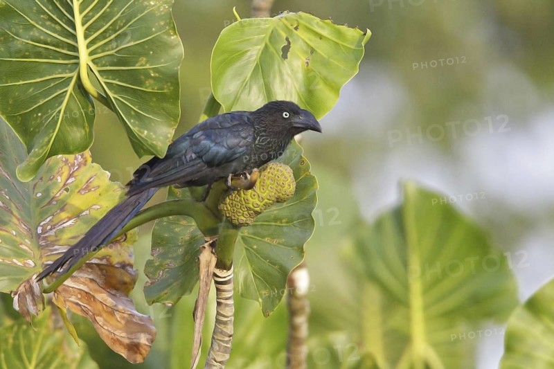 Greater Ani (Crotophaga major), Ecuador
