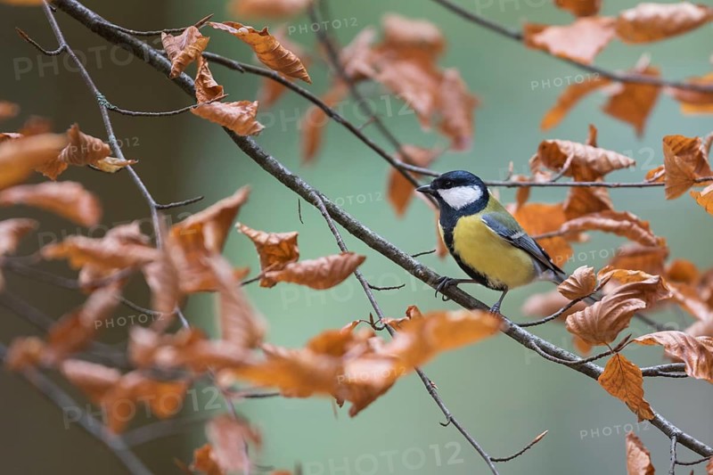 Great Tit - Kohlmeise - Parus major ssp. major, Germany, adult male