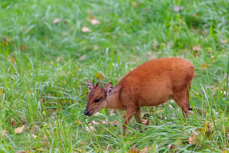 A female red forest duiker, Natal duiker or Natal red duiker (Cephalophus natalensis) grazes on a green meadow