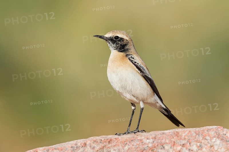 Desert Wheatear (Oenanthe deserti homochroa) Eilat, Israel