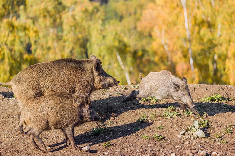 Three wild boar or wild pig (Sus scrofa), run across a clearing in hilly terrain in search of food. In the background you can see a forest in the fall foliage