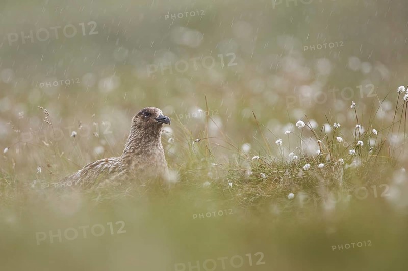 Great Skua (Stercorarius skua) perched in field, Dovrefjell, Norway