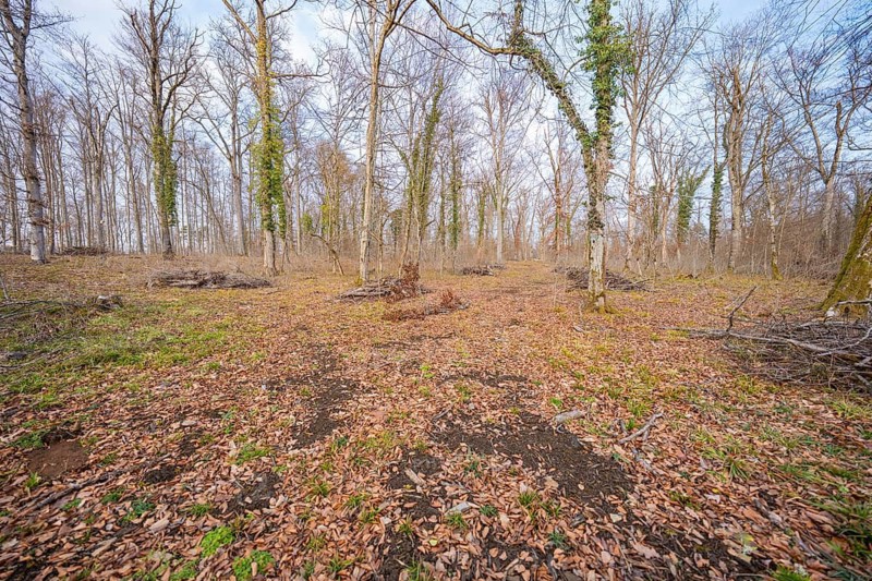 Barren forest landscape with scattered trees and leaves on the ground, forest pasture compensation project of Hermann Hessebahn, Gechingen district of Calw, Germany