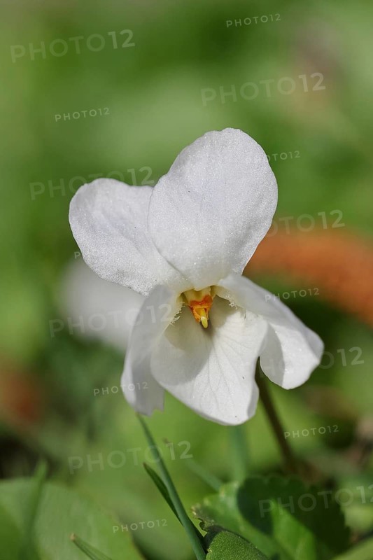 White violet (Viola alba), white flowers on the forest floor, forest edge, spring, Wilnsdorf, North Rhine-Westphalia, Germany