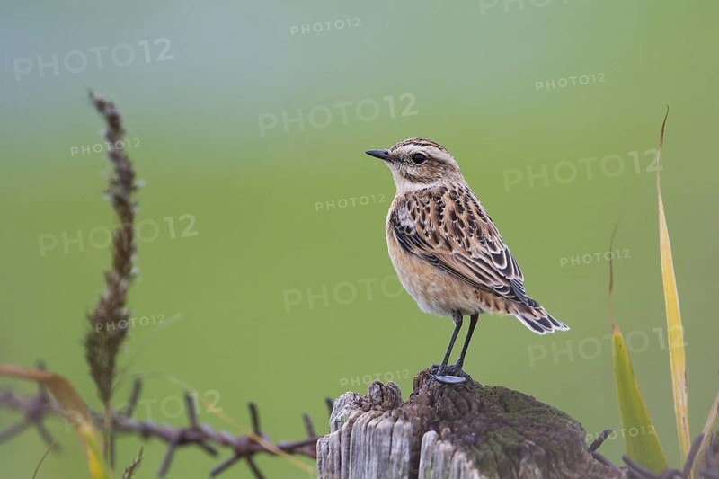 Whinchat (Saxicola rubetra), Schleswig-Holstein, Germany