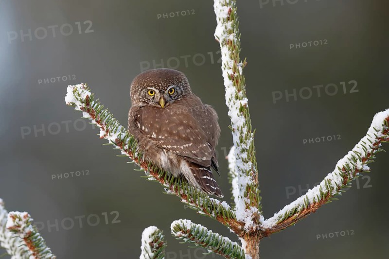 Eurasian Pygmy Owl (Glaucidium passerinum), Saxony, Germany