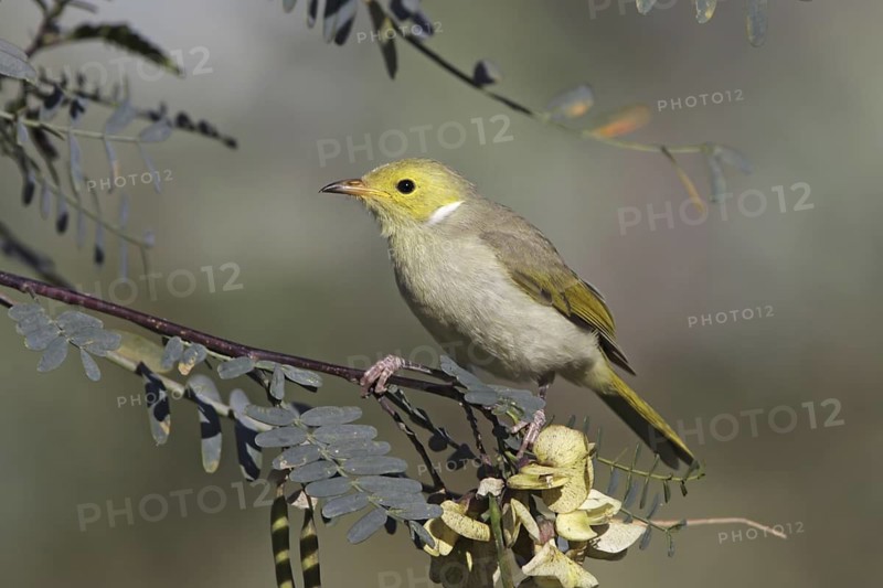 White-plumed Honeyeater (Ptilotula penicillata), Queensland, Australia