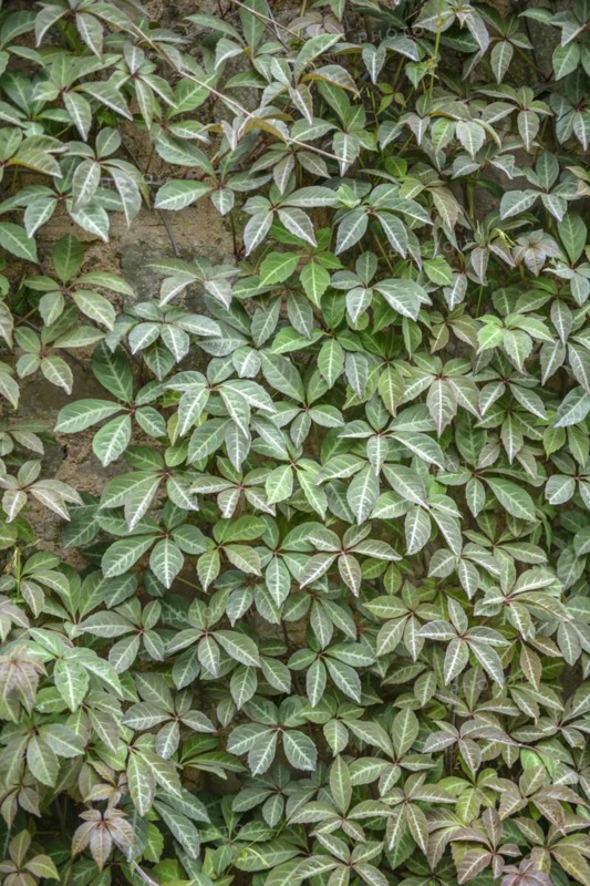 Wild vine (Parthenocissus henryana), Knighthayes Court, Tiverton, England, Great Britain