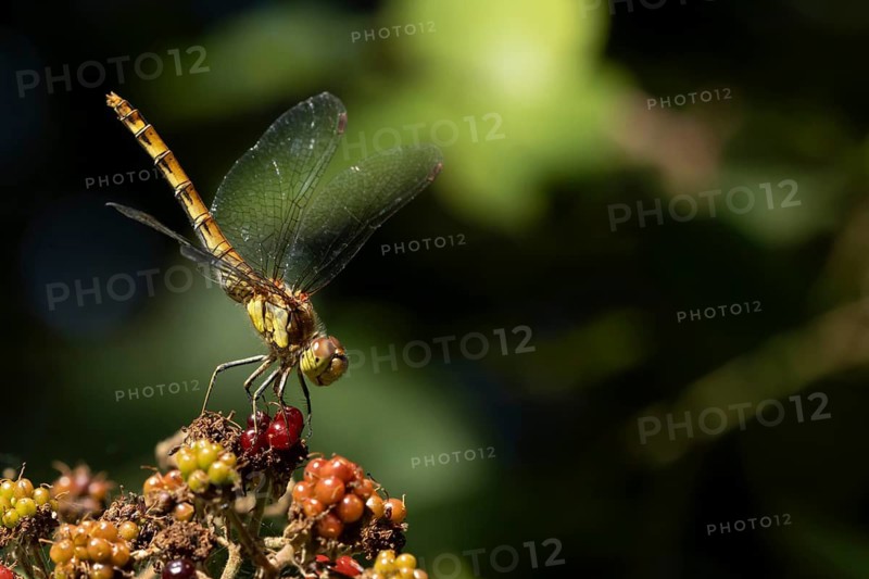 Common darter dragonfly (Sympetrum striolatum) adult insect resting on blackberries fruit in summer, England, United Kingdom
