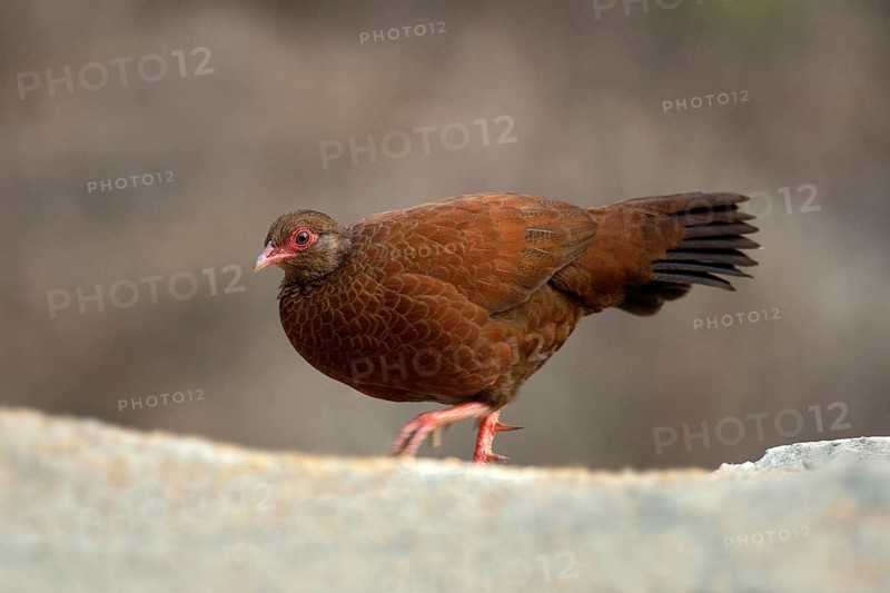 Red Spurfowl (Galloperdix spadicea) male, Kerala, India