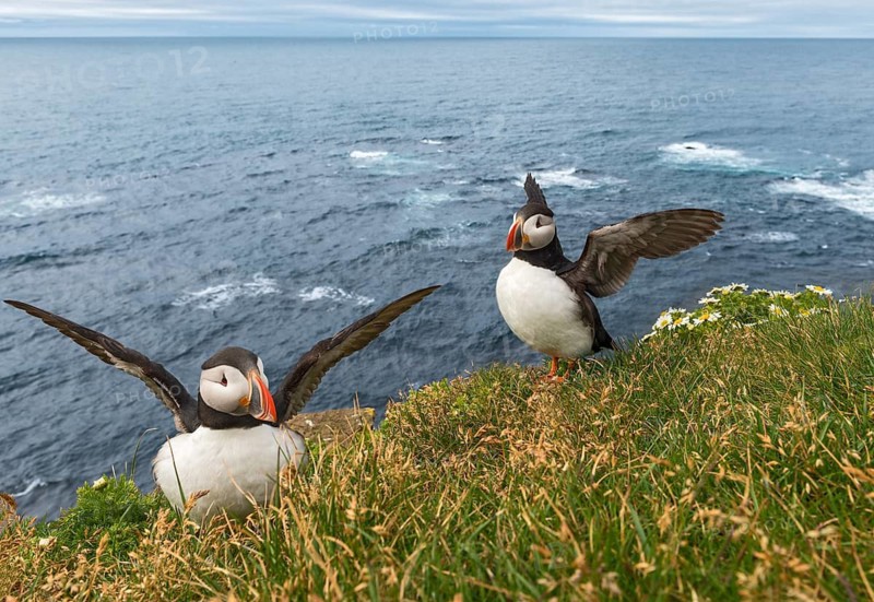 Atlantic Puffin (Fratercula arctica) on cliff, Iceland