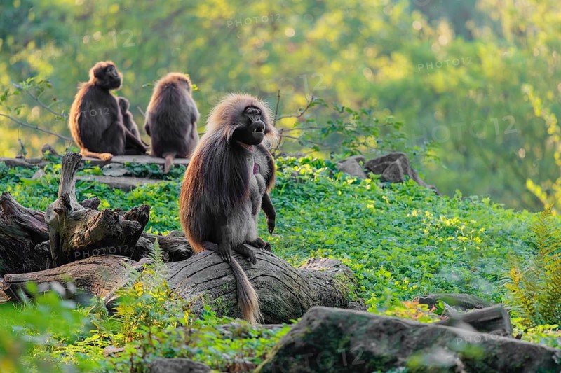 An adult male and two female Gelada (Theropithecus gelada), or bleeding-heart monkey sit on a green meadow in beautiful light
