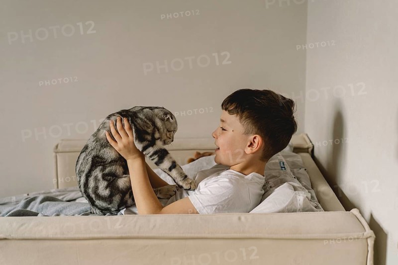 A Scottish Fold cat interacts with a child on a comfortable sofa. The cozy setting and the child's joyful expression capture a moment of playful companionship