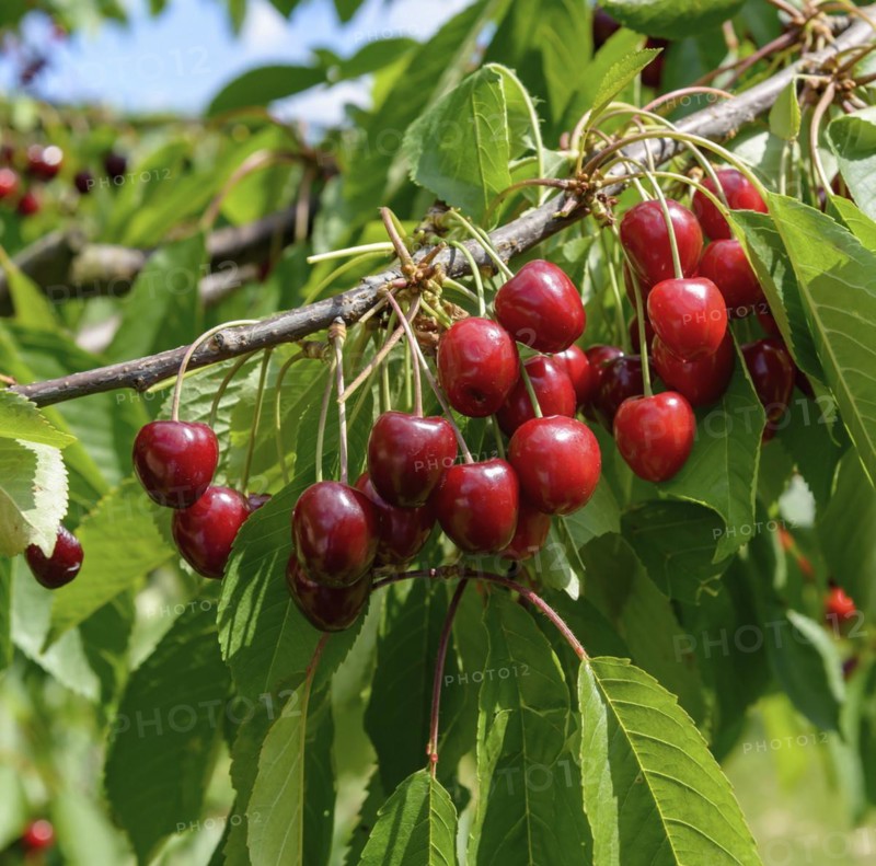 Sweet cherry (Prunus avium 'Valeska'), Anchers Havecenter, Marquardt, Brandenburg, Germany