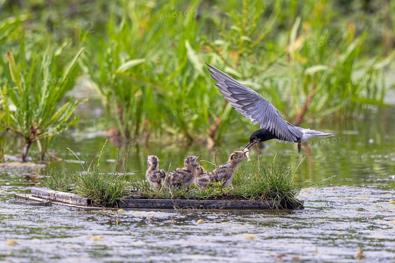 Black Tern (Chlidonias niger) feeding chicks in flight, Netherlands