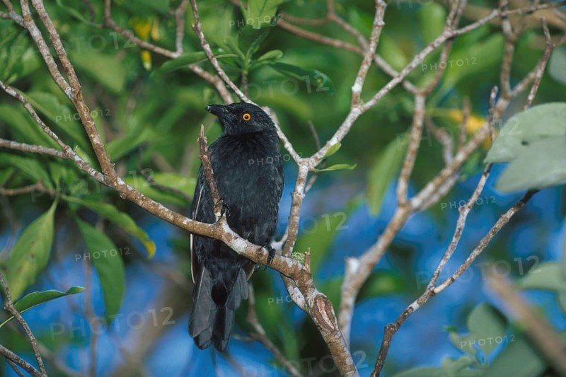 Micronesian Starling (Aplonis opaca), Rota Island, Northern Mariana Islands