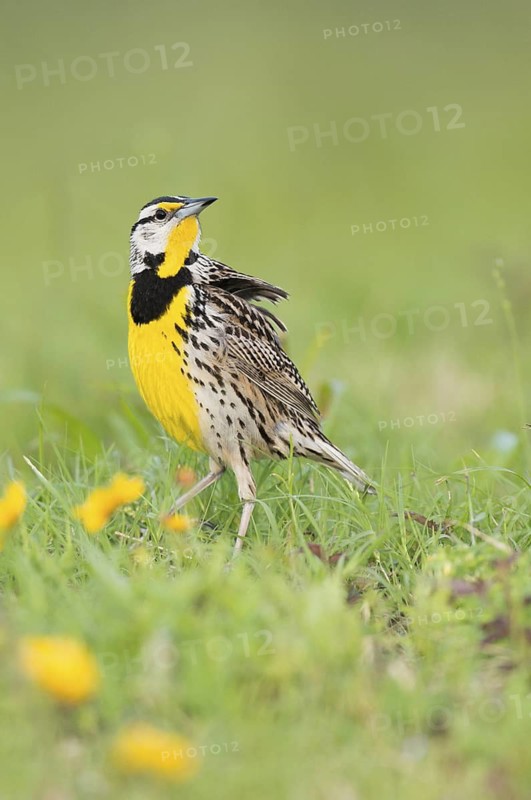 Eastern Meadowlark (Sturnella magna) male on a flowering meadow, Texas, USA
