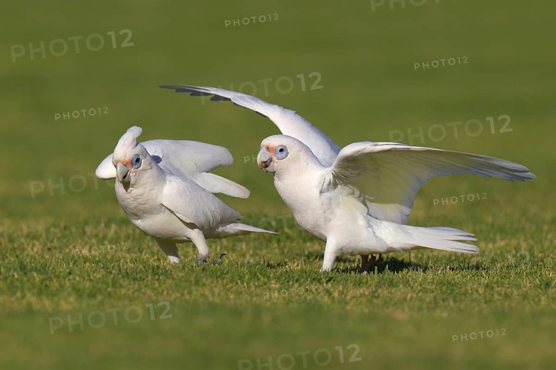 Little Corella (Cacatua sanguinea), Perth - Western Australia, Australia