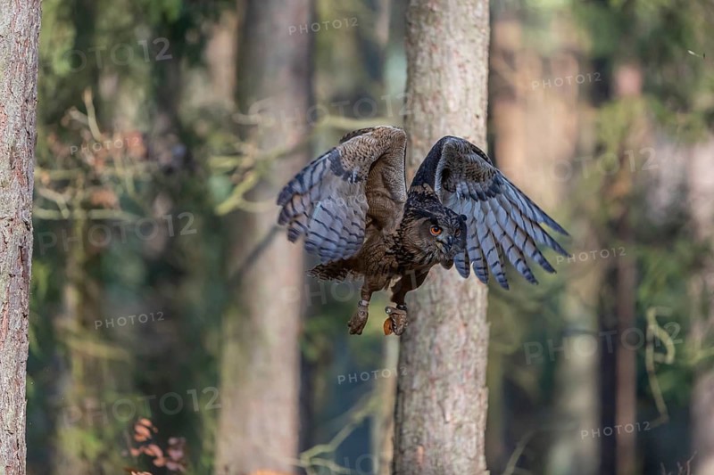 One Eurasian Eagle Owl, Bubo bubo, flying thru a forest with ferns on the ground
