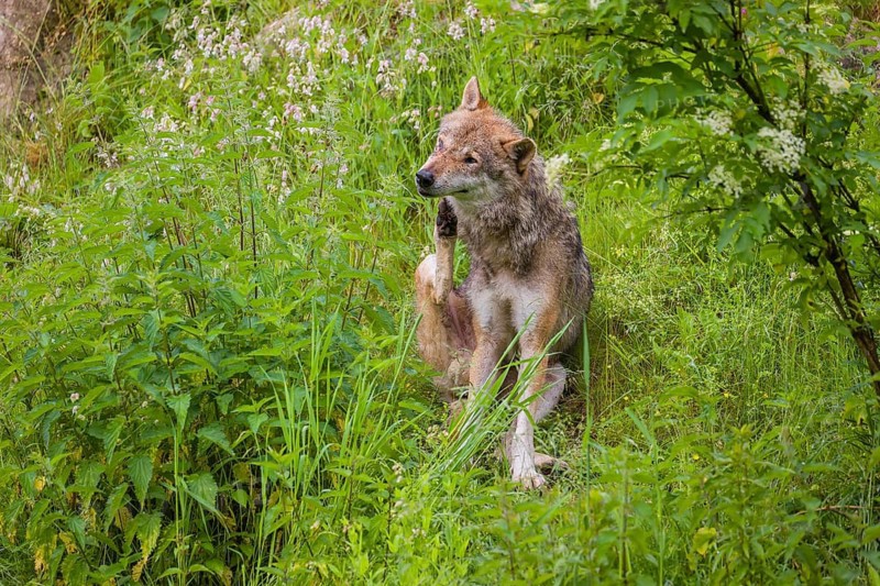 A eurasian gray wolf (Canis lupus lupus) sits on a hill in green vegetation and scratches himself with his hind leg