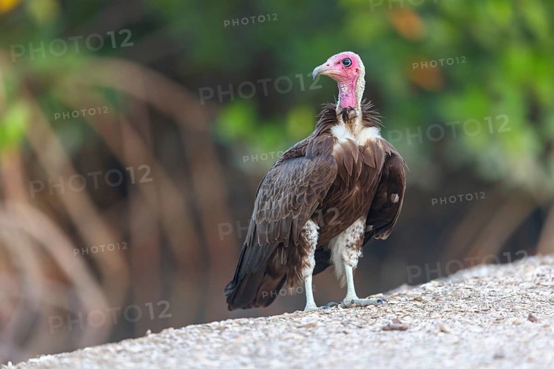 Hooded Vulture, CNecrosysrtes monachus), goshawk family, Farasutu area, Farasutu, South Bank, Gambia