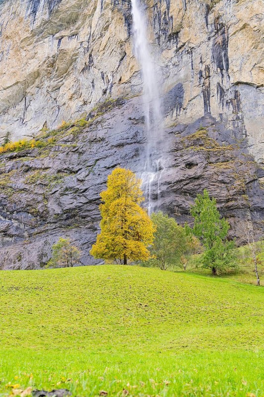 A golden yellow autumn tree on a green meadow with a dramatic waterfall in the background, framed by a rock face, Lauterbrunnen, Switzerland