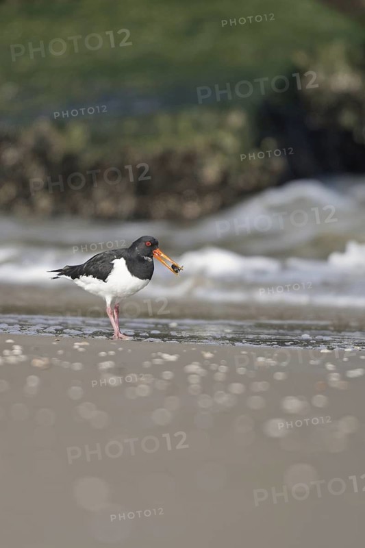 Eurasian Oystercatcher (Haematopus ostralegus) juvenile, Netherlands