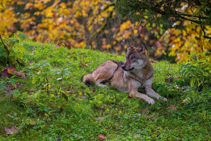 An adult male eurasian gray wolf (Canis lupus lupus) rests on hilly terrain on a green meadow, framed by colorful fall foliage
