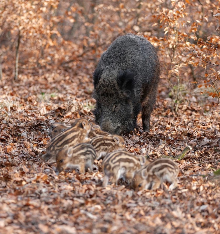 Wild boar, wild boar (Sus scrofa), a wild goat and young boar looking for food in the forest, Germany